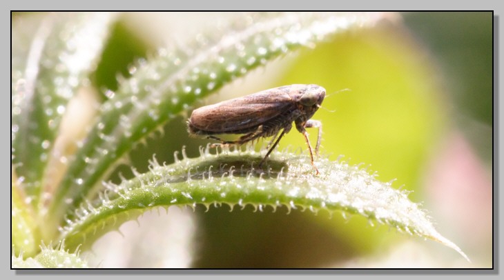 Cicadellidae, un piccolo mostro sopravvissuto