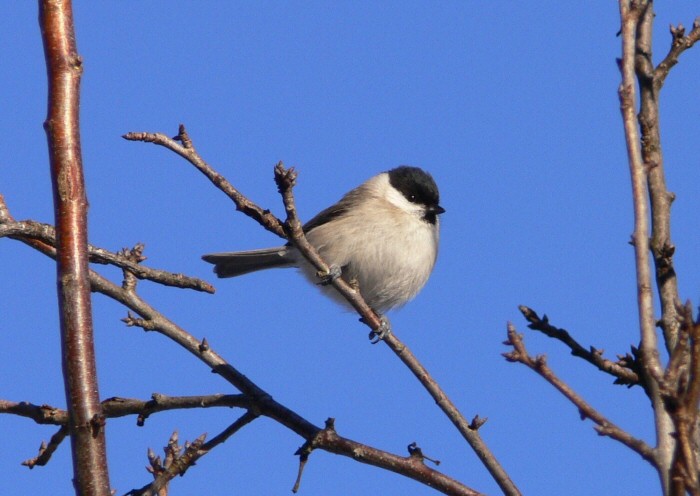 Cincia bigia - Poecile palustris