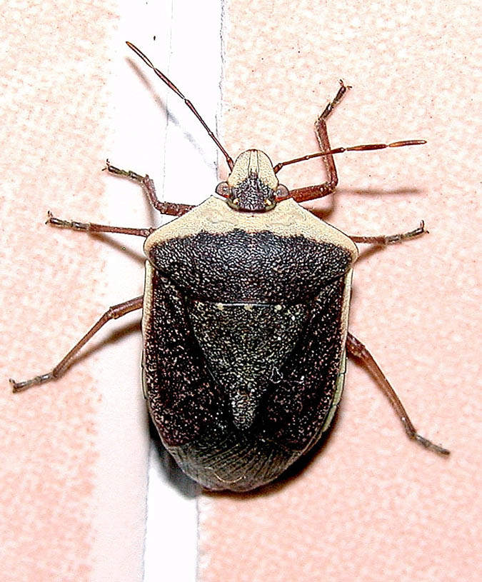 Nezara viridula