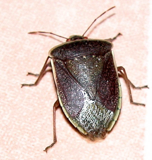 Nezara viridula