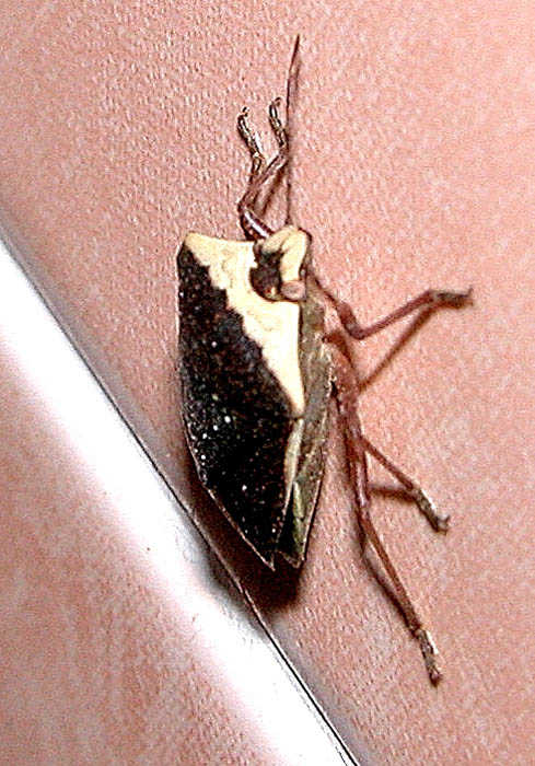 Nezara viridula