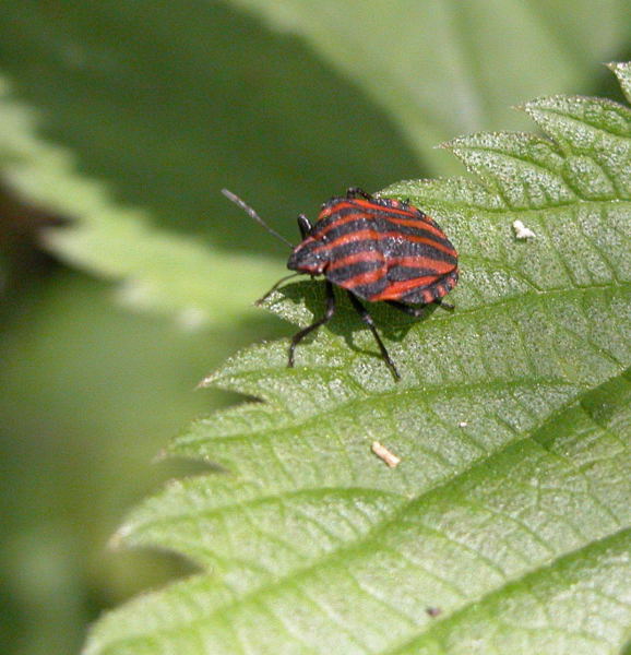 Macromicro e Monterano
