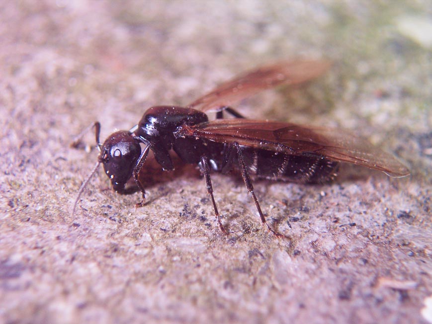formica gigante: Camponotus sp.