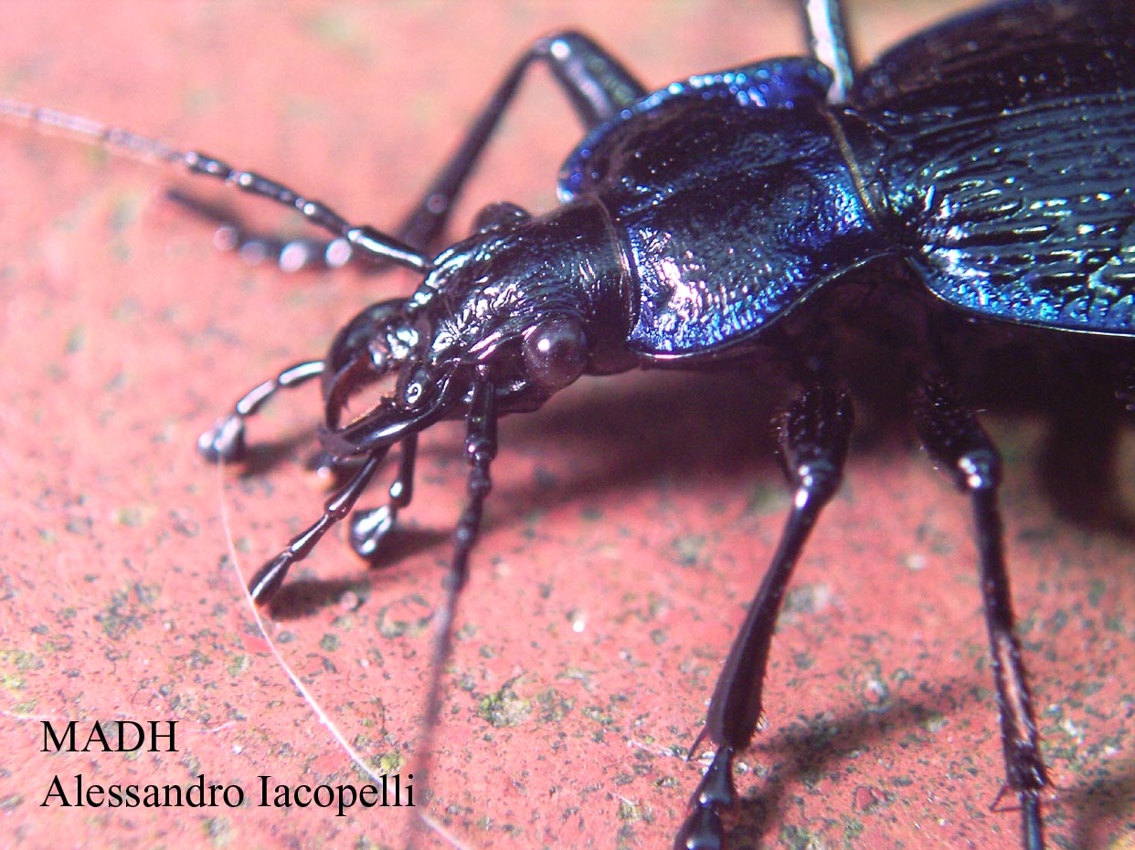 Carabus convexus, C. rossii e C. lefebvrei bayardi