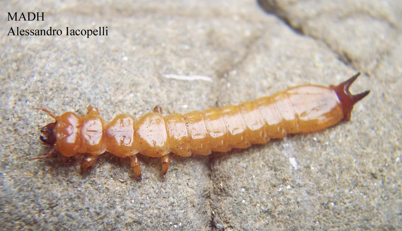 larva di pyrochroidae