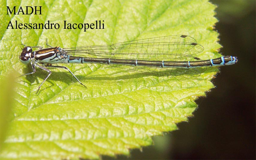 Coenagrion puella