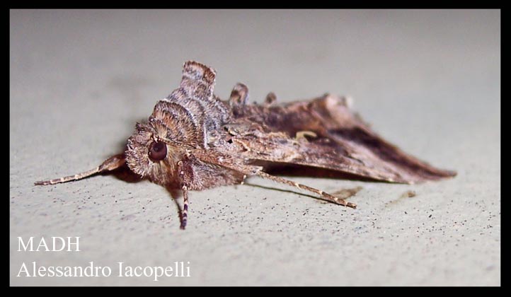 Chrysodeixis chalcites e Autographa gamma