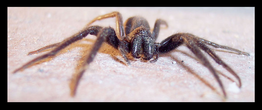 Steatoda, Segestria, ......?)