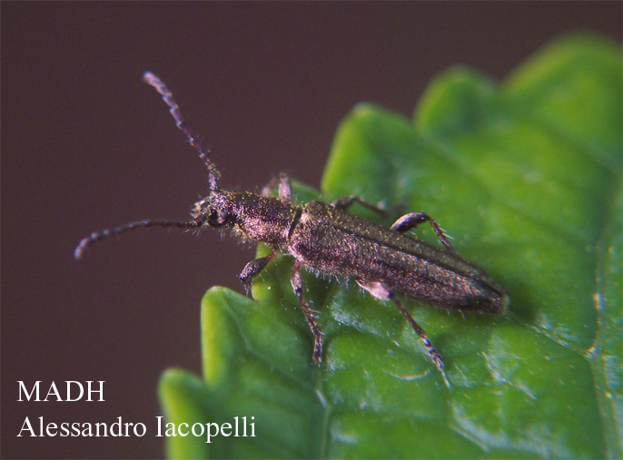Deilus fugax (Coleoptera, Cerambycidae)