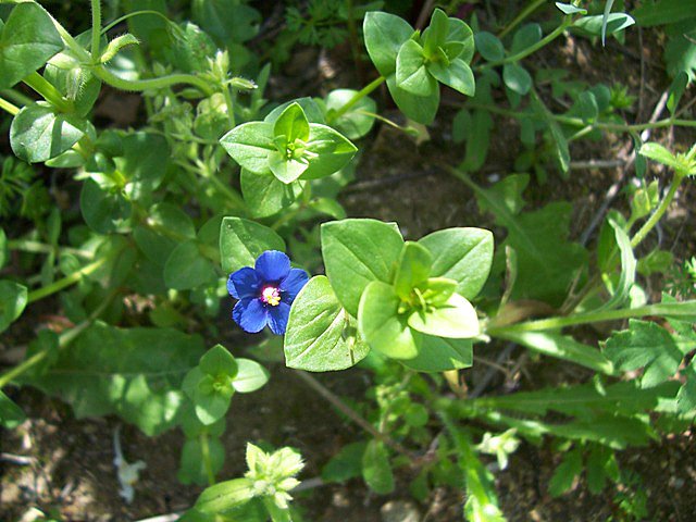 Anagallis foemina o A. arvensis??