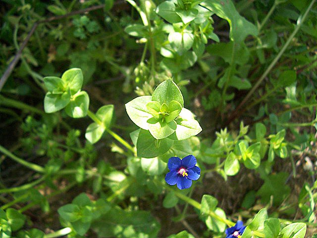 Anagallis foemina o A. arvensis??