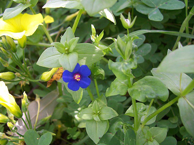 Anagallis foemina o A. arvensis??