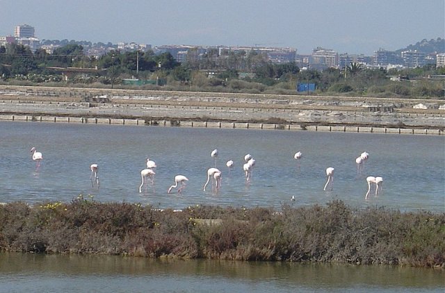 Fenicotteri