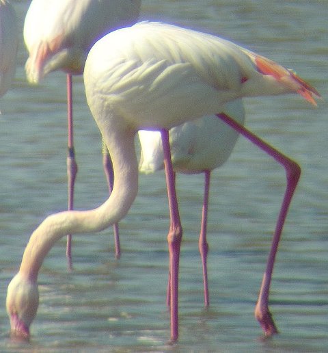 Fenicotteri