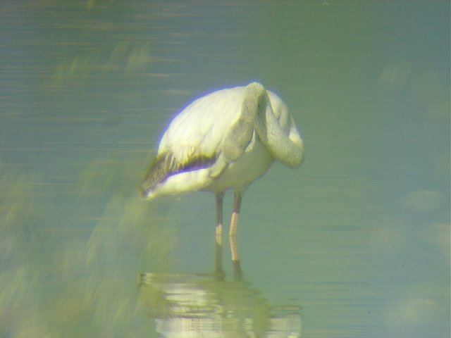 Fenicotteri