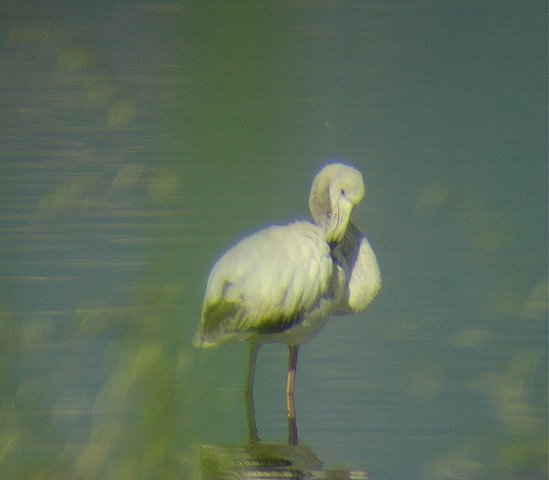 Fenicotteri