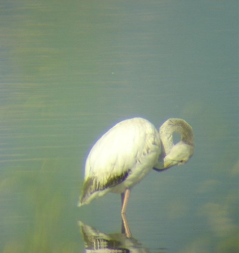 Fenicotteri