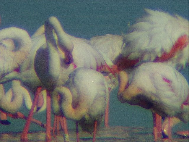 Fenicotteri