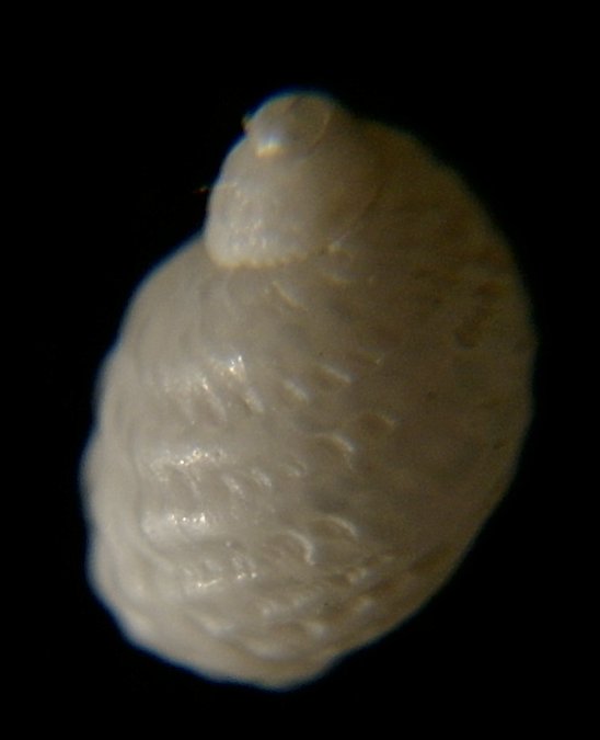 Clathrella clathrata