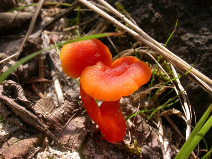 Hygrocybe sp?