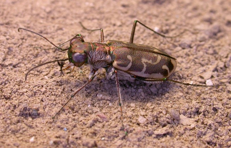 Altra preziosa Cicindela: Cicindela trisignata