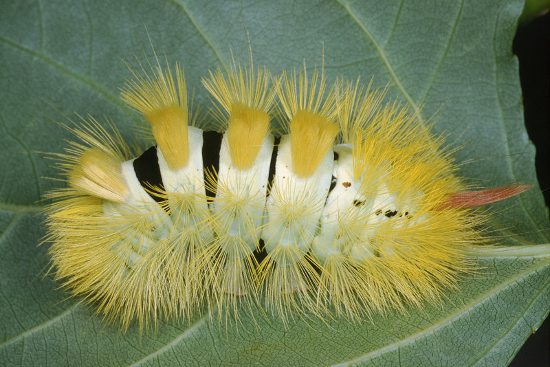 Bruco di Calliteara pudibunda