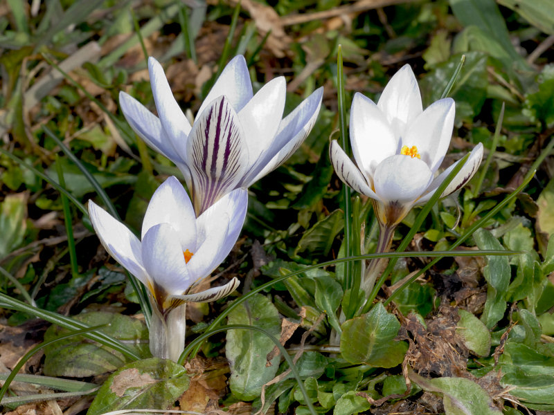 Crocus e amenti di salice: primi segni di primavera