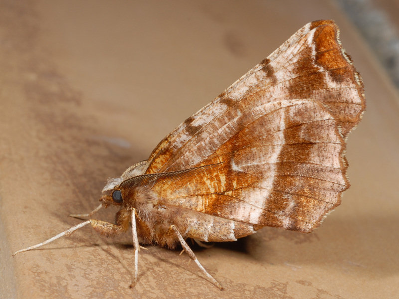 Selenia dentaria