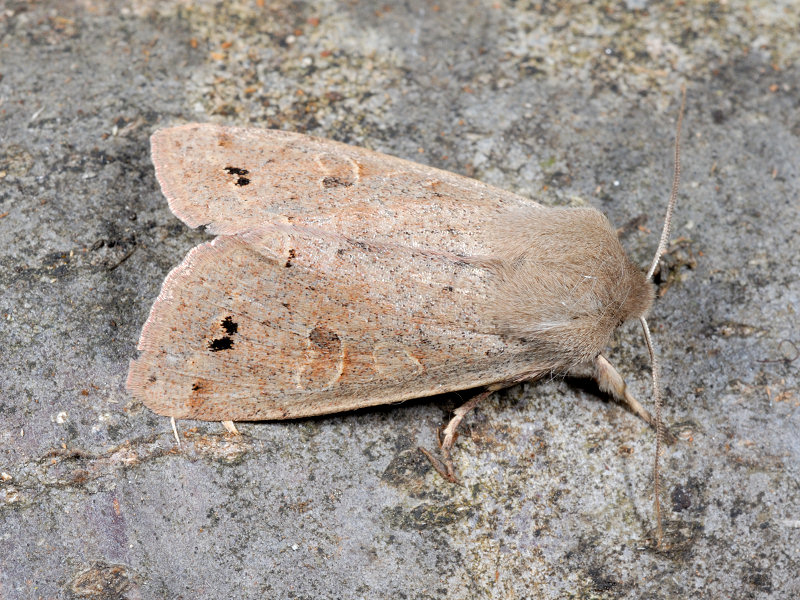 farfalla notturna (Anorthoa munda, Noctuidae)