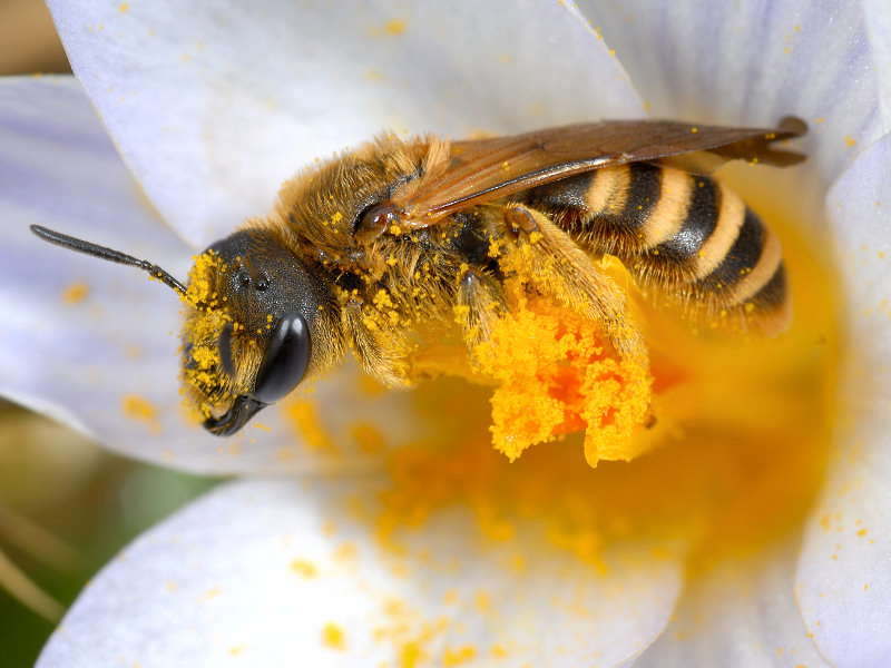 Apidae Halictinae: Halictus scabiosae