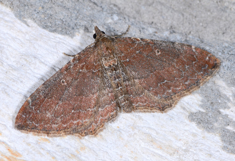 Farfalle notturne di primavera