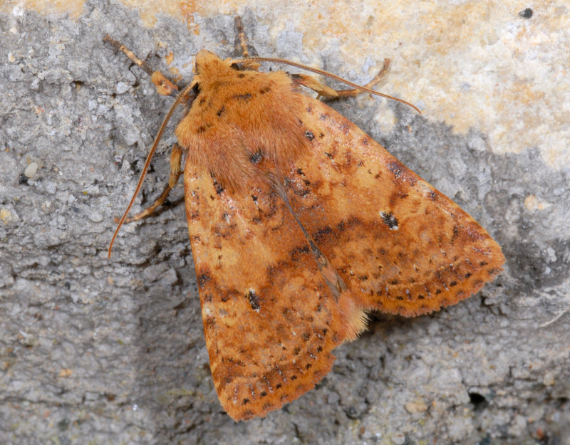 Farfalle notturne di primavera