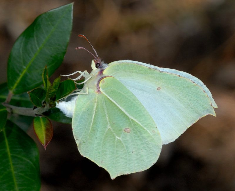 La stagione delle Gonepteryx