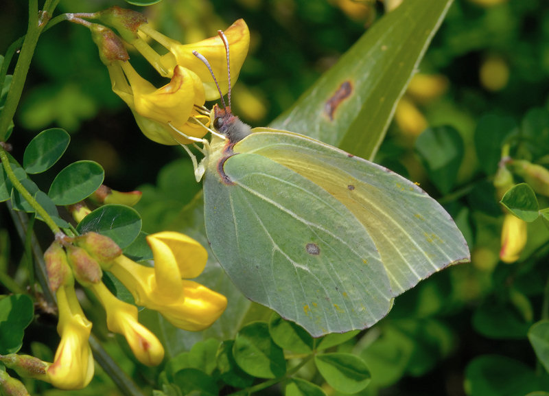 La stagione delle Gonepteryx