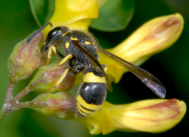 Ancistrocerus cfr. longispinosus che rode un fiore