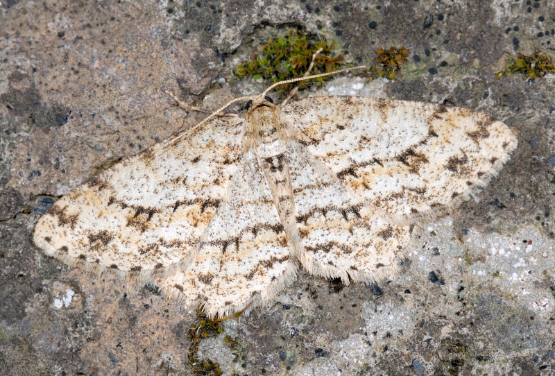 Farfalle notturne di primavera