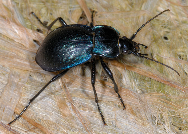 Carabus convexus, C. rossii e C. lefebvrei bayardi