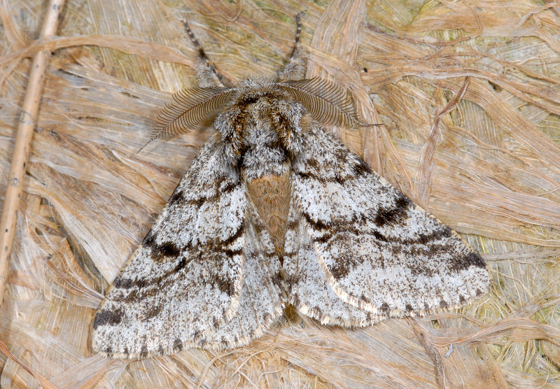 Farfalle notturne di primavera