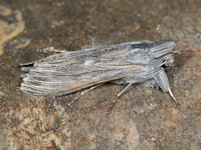 Farfalle notturne di primavera