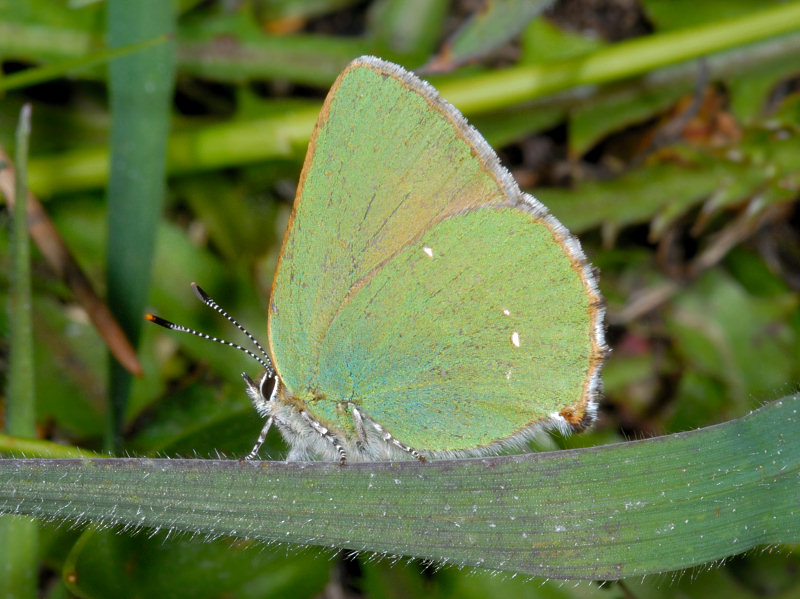 Farfalle diurne di primavera