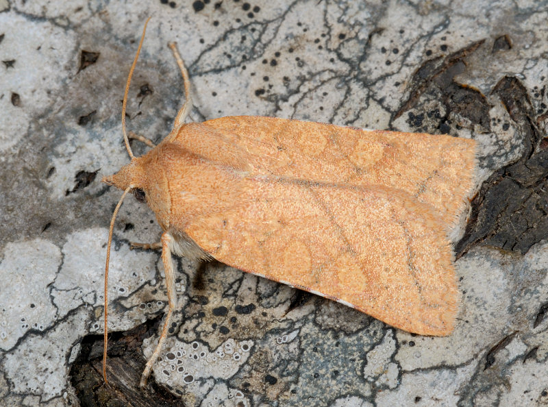 Farfalle notturne di primavera