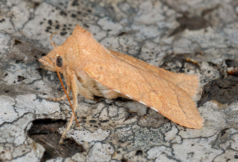 Farfalle notturne di primavera