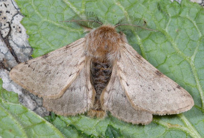 Farfalle notturne di primavera