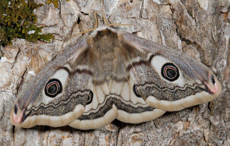 Farfalle notturne di primavera