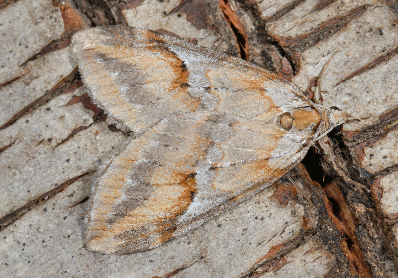 Farfalle notturne di primavera