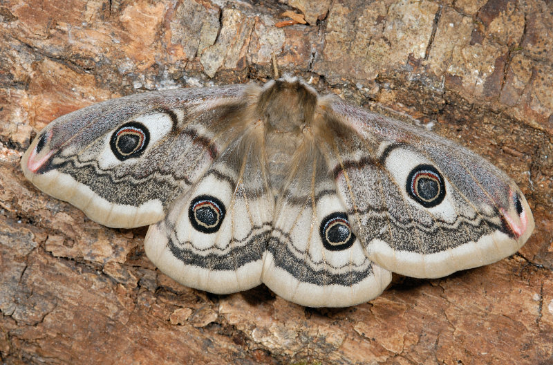 Farfalle notturne di primavera