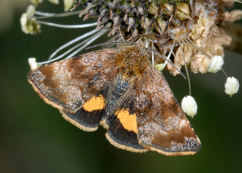 Farfallina su Capsella (Panemeria tenebrata)