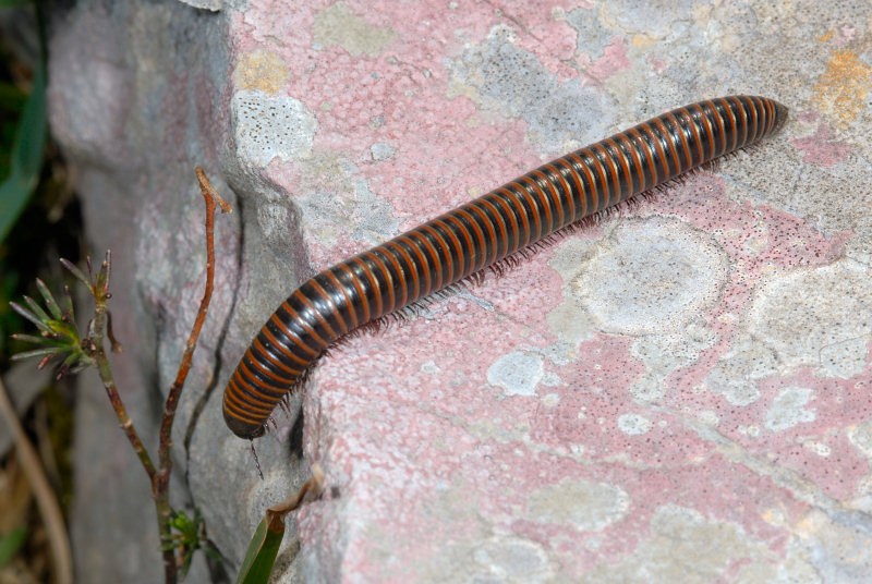 Julidae: Cylindroiulus sp.