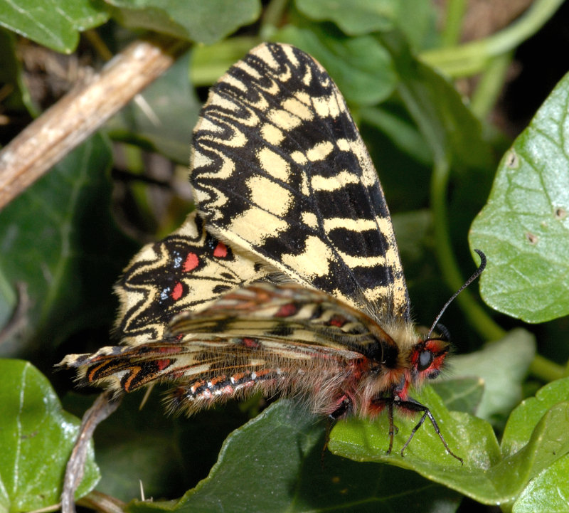 Farfalle diurne di primavera