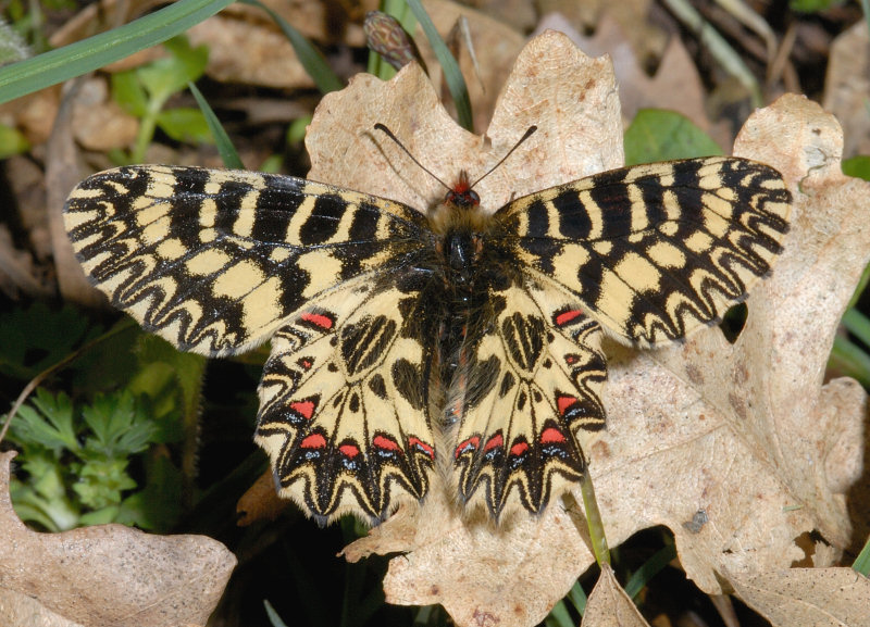 Farfalle diurne di primavera